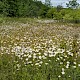 Leucanthemum vulgare