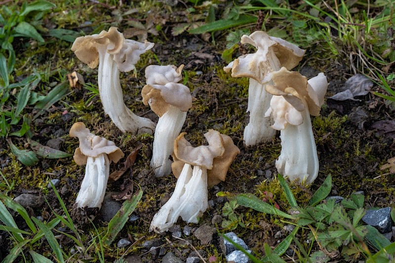 Helvella crispa - © Charles Hipkin