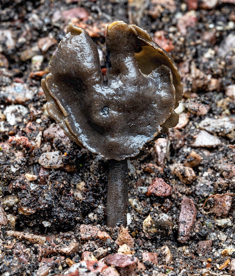 Helvella atra - © Charles Hipkin