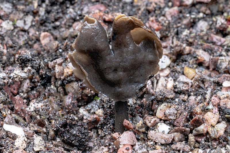 Helvella atra - © Charles Hipkin