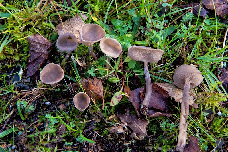 Helvella macropus - © Charles Hipkin