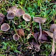 Helvella macropus