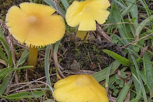 Hygrocybe chlorophana Golden Waxcap