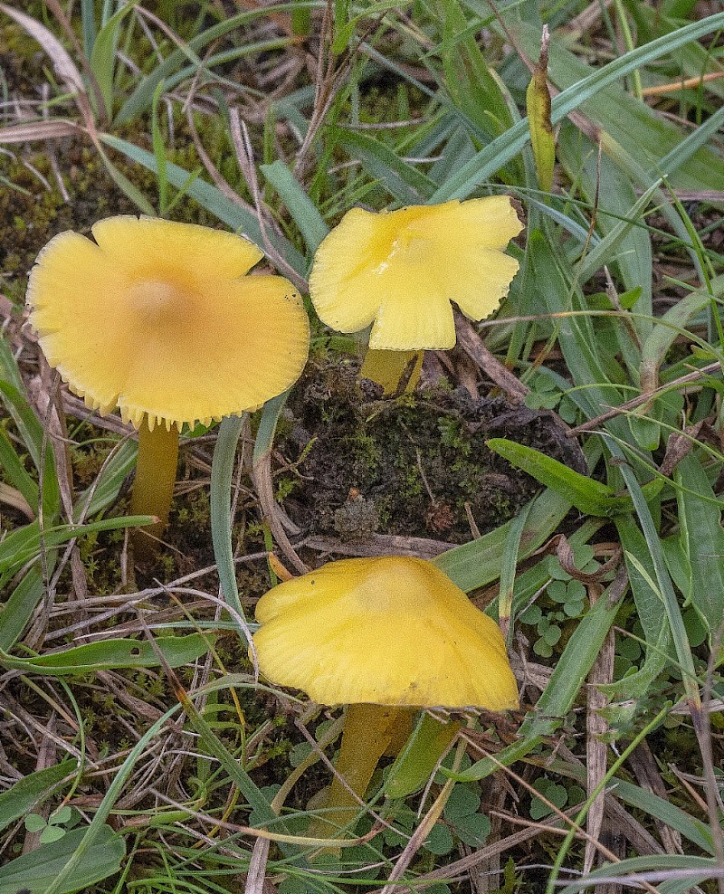 Hygrocybe chlorophana - © Charles Hipkin