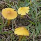 Hygrocybe chlorophana