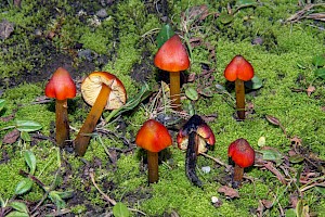 Hygrocybe conica Blackening Waxcap