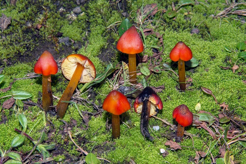 Hygrocybe conica - © Charles Hipkin