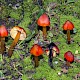 Hygrocybe conica