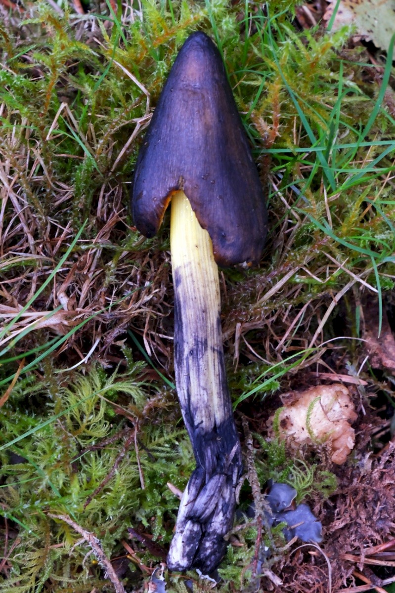 Hygrocybe conica - © Charles Hipkin