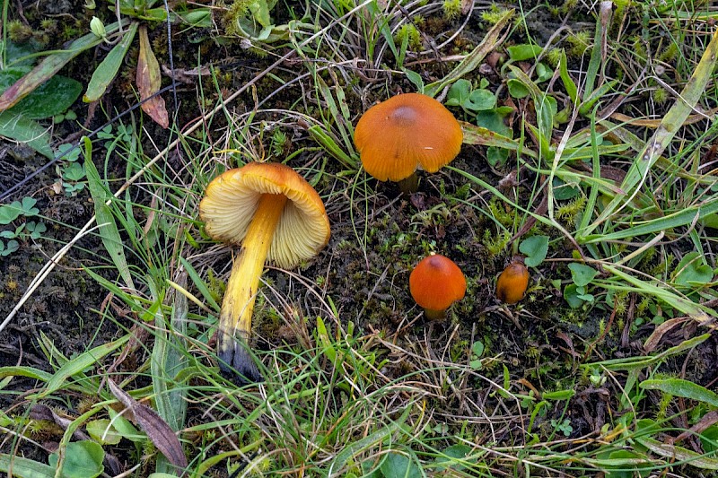 Hygrocybe conica - © Charles Hipkin