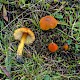 Hygrocybe conica