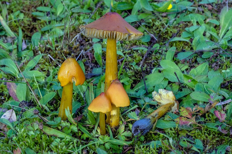 Hygrocybe conica - © Charles Hipkin