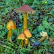 Hygrocybe conica