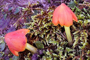 Hygrocybe conicoides Dune Waxcap