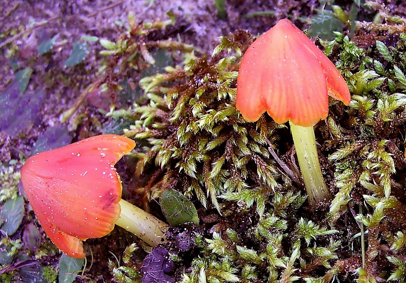 Hygrocybe conicoides - © Charles Hipkin