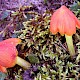 Hygrocybe conicoides