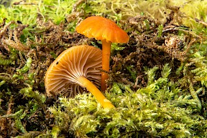 Hygrocybe insipida Spangle Waxcap