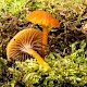 Hygrocybe insipida