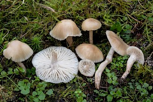 Hygrocybe virginea var. ochraceopallida 