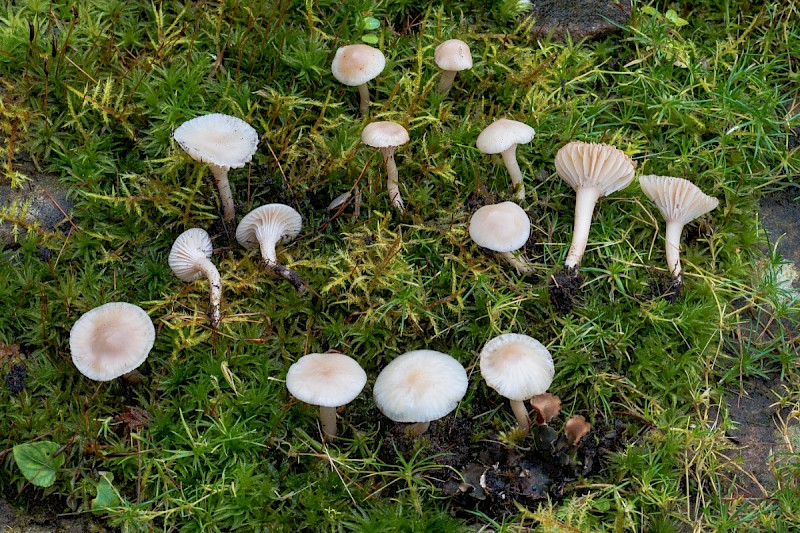 Hygrocybe virginea var. ochraceopallida - © Charles Hipkin