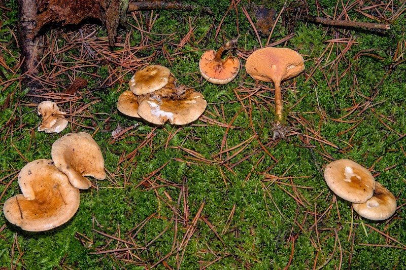 Hygrophoropsis aurantiaca - © Charles Hipkin