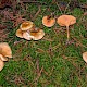 Hygrophoropsis aurantiaca