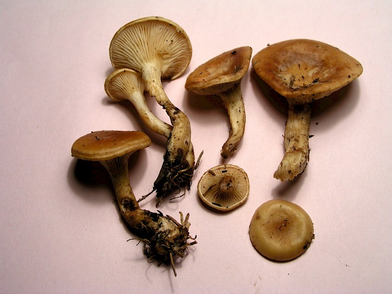 Hygrophoropsis aurantiaca - © Charles Hipkin