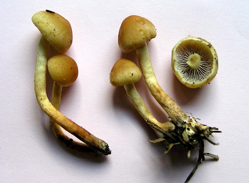 Hypholoma capnoides - © Charles Hipkin