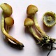 Hypholoma capnoides