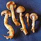 Hypholoma capnoides