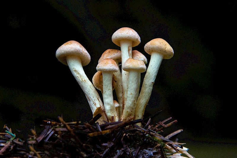 Hypholoma capnoides - © Charles Hipkin