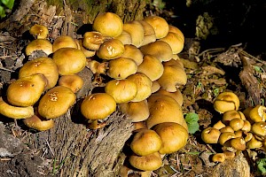 Hypholoma fasciculare 