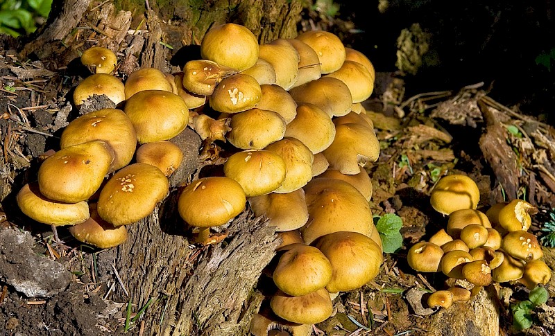 Hypholoma fasciculare - © Charles Hipkin