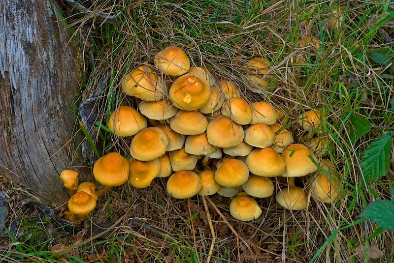 Hypholoma fasciculare - © Charles Hipkin