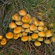 Hypholoma fasciculare