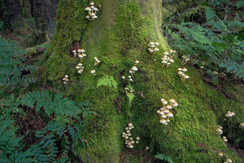 Hypholoma fasciculare - © Charles Hipkin