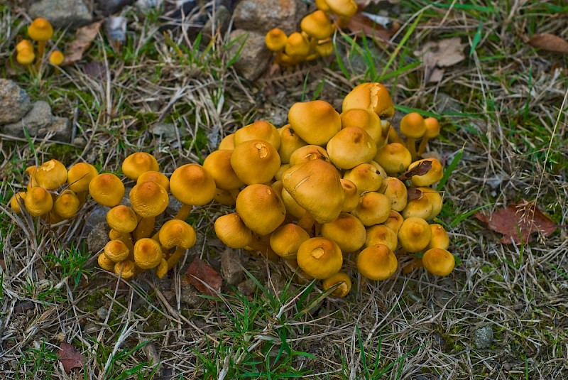 Hypholoma fasciculare - © Charles Hipkin