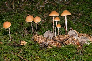 Hypholoma marginatum Snakeskin Brownie