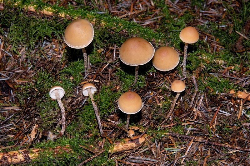 Hypholoma marginatum - © Charles Hipkin