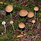 Hypholoma marginatum