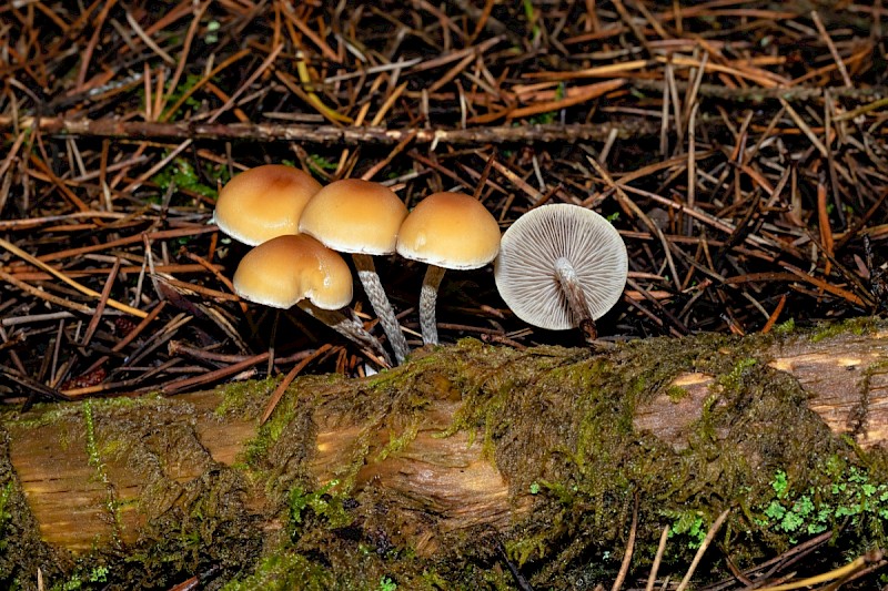 Hypholoma marginatum - © Charles Hipkin