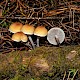 Hypholoma marginatum