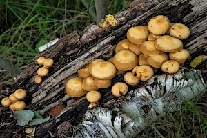 Kuehneromyces mutabilis Sheathed Woodtuft