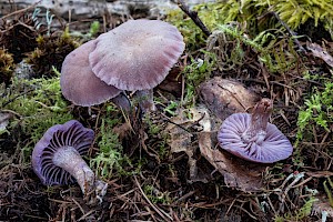 Laccaria amethystina Amethyst Deceiver