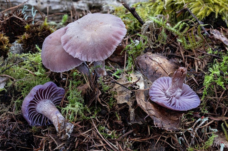 Laccaria amethystina - © Charles Hipkin