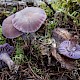 Laccaria amethystina