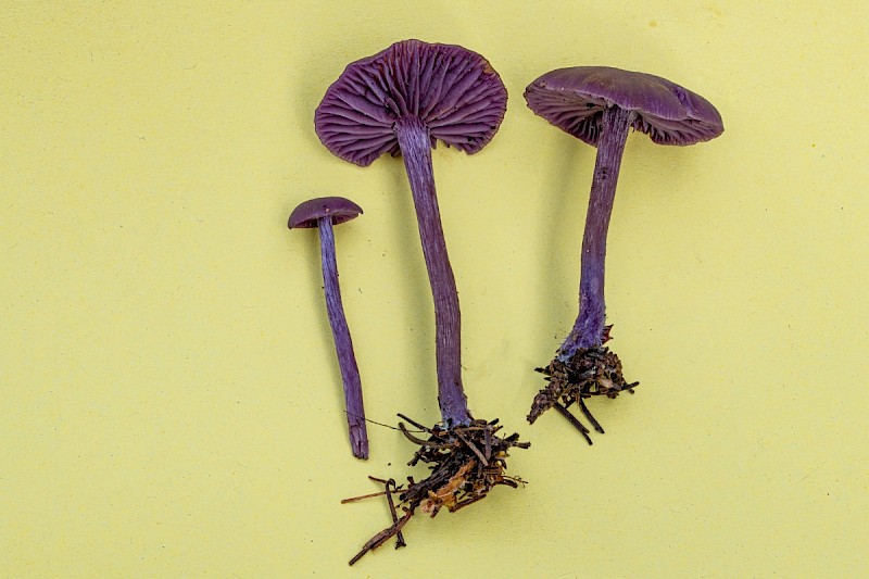 Laccaria amethystina - © Charles Hipkin