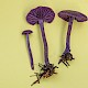 Laccaria amethystina