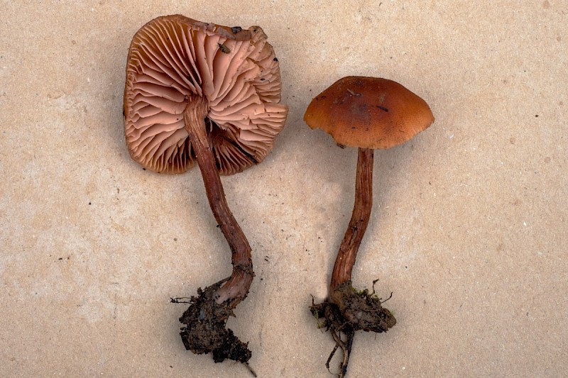 Laccaria laccata - © Charles Hipkin