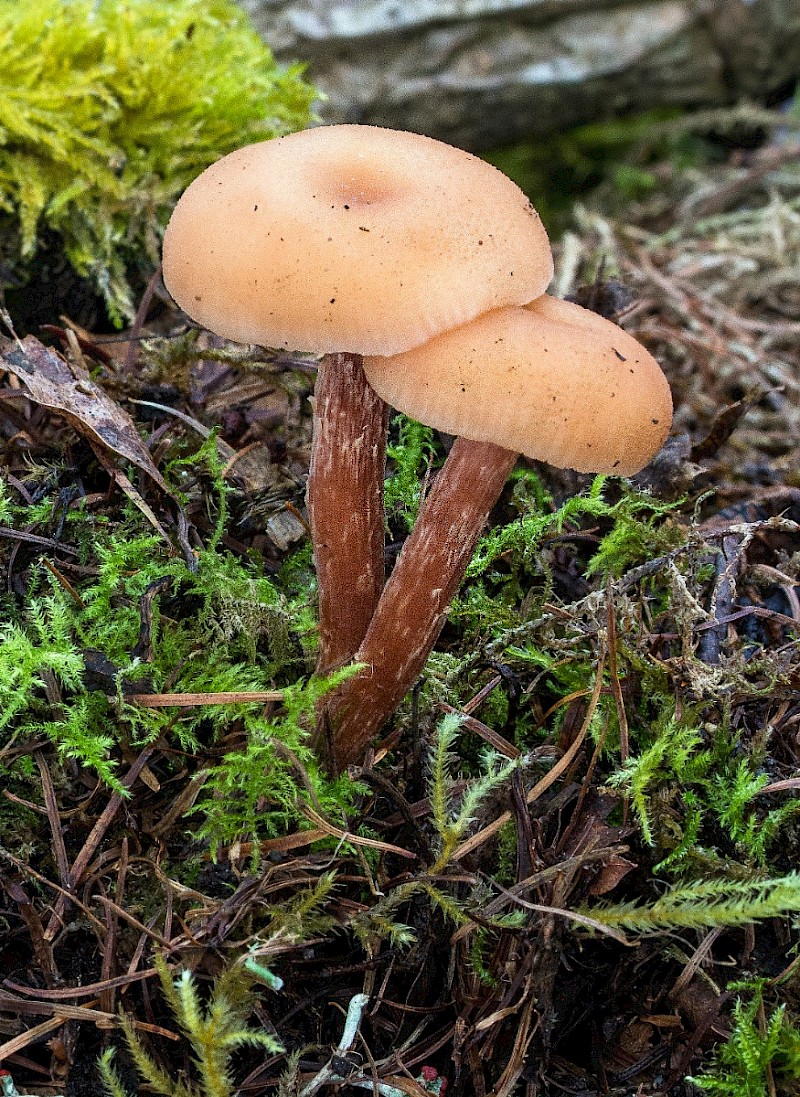 Laccaria laccata - © Charles Hipkin